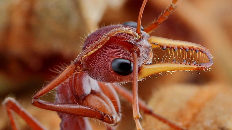red ant, red, insect, head, ant, HD wallpaper