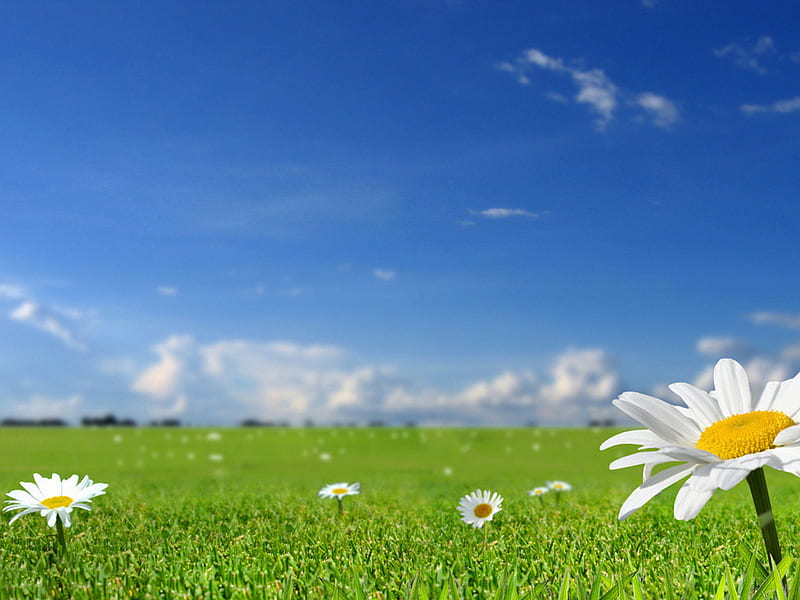 Margarita, grass, flower, nature, daisy, field, HD wallpaper