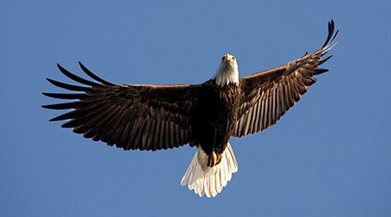 Eagle, white, spread, tail, wide, HD wallpaper