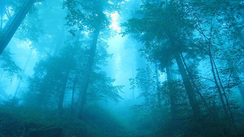 Fog In Forest, fog, forest, nature, HD wallpaper