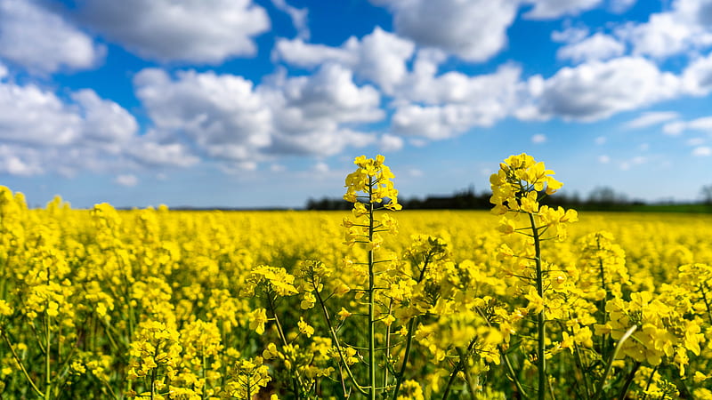 Earth, Rapeseed, Yellow Flower, HD wallpaper | Peakpx