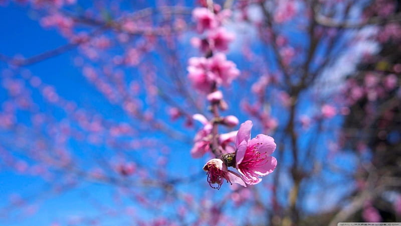 Pink Almond Bloom, tree, blooms, sky, pink, blue, HD wallpaper