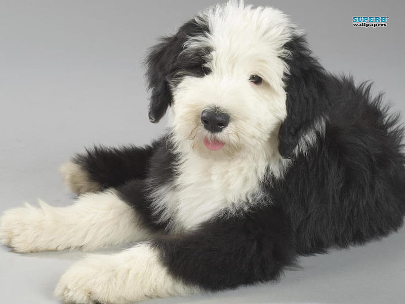 Old English sheepdog puppy, sheepdog, animal, puppy, dog, HD wallpaper