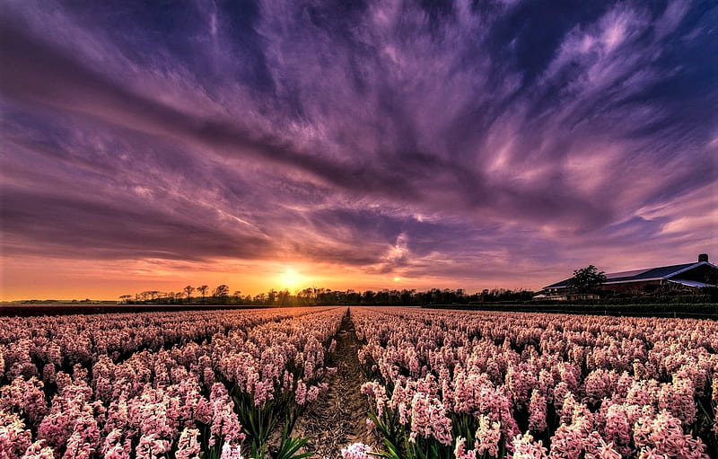 Field of hyacinths sunset, hyacinths, spring, cultivation, sunset, HD wallpaper