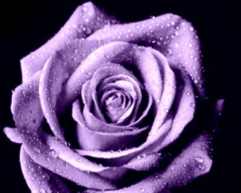 Lavender Purple Open Rose, purple rose, purple, rose, open rose, lavender, open, HD wallpaper