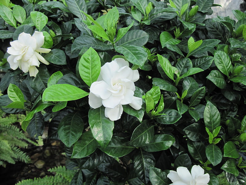 We Color the World in Spring 17, graphy, Green, Gardenia, White, garden,  Flowers, HD wallpaper | Peakpx