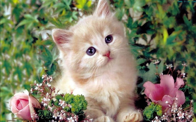 cute kitty, pet, flowers, kitten, pink, HD wallpaper