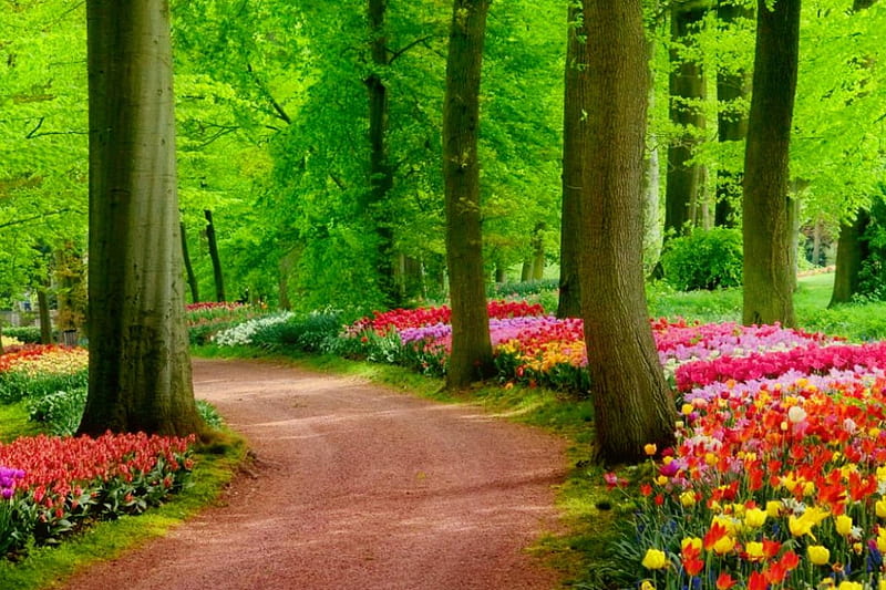 Spring park, pretty, lovely, bonito, spring, park, trees, freshness, green, summer, flowers, path, nature, walk, HD wallpaper