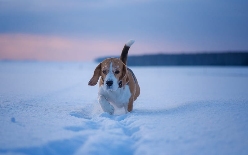 beagle, winter, snow, little brown dog, cute animals, pets, beagle puppy, HD wallpaper