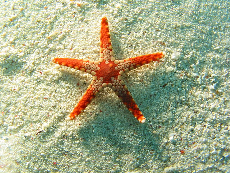 The Delicate Starfish, marine, delicate, orange, starfish, HD wallpaper