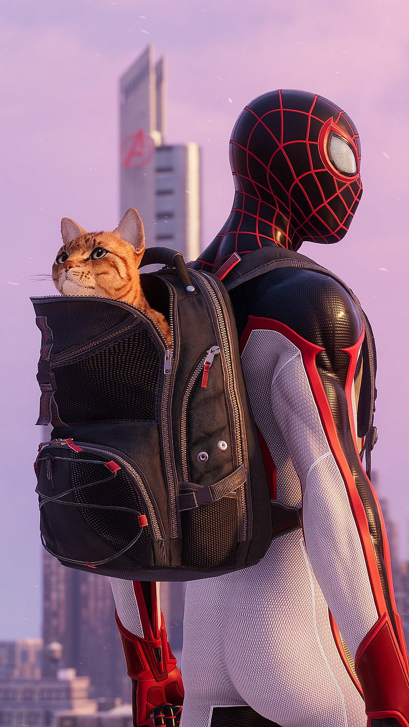 Spiderman Cat, games, juegos, man, miles morales, playstation, ps4, ps5, spider, HD phone wallpaper