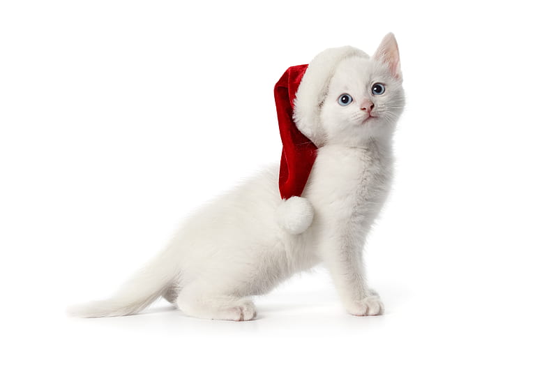 kitten, little, bonito, animal, sweet, graphy, nice holiday, christmas, happy new year, cat, baby, hat, santa, feline, cool, merry christmas, white, HD wallpaper