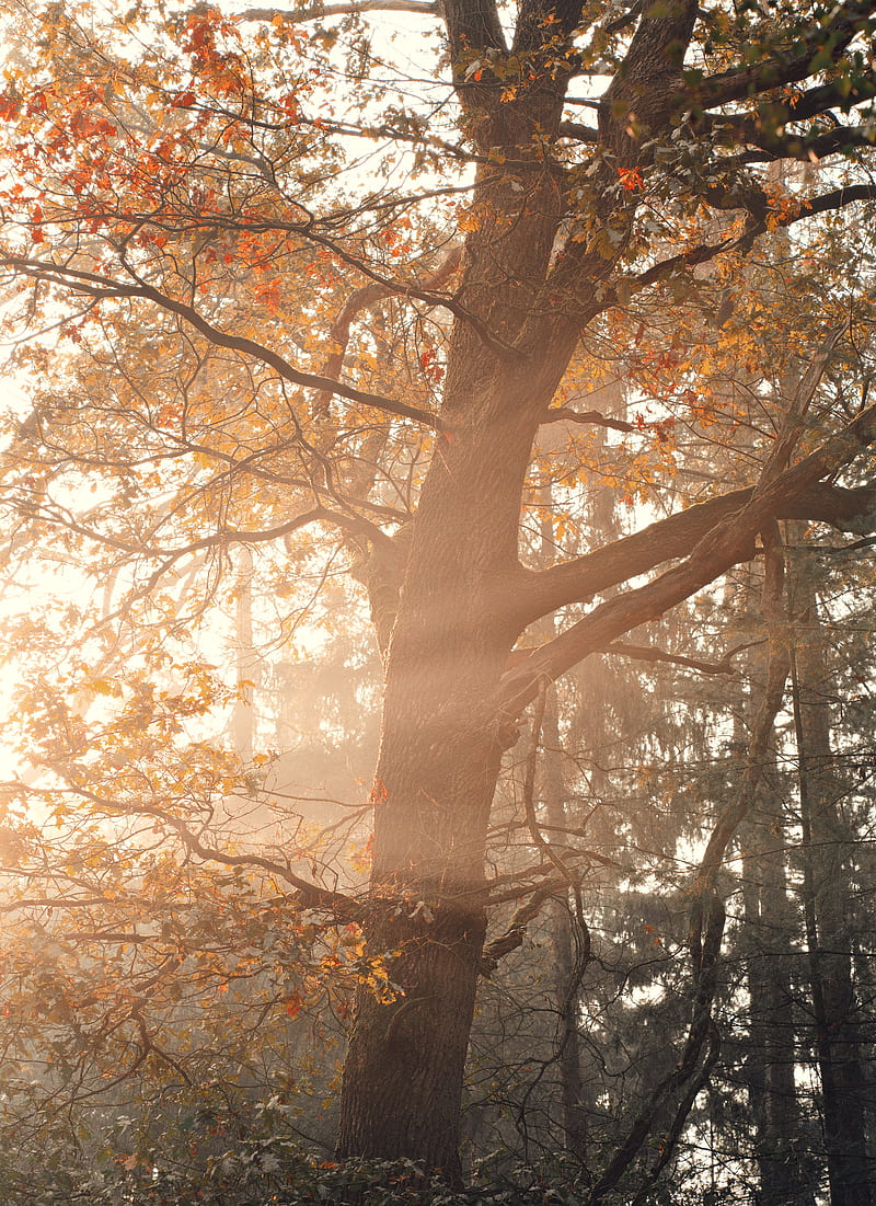 tree, rays, branches, leaves, HD phone wallpaper