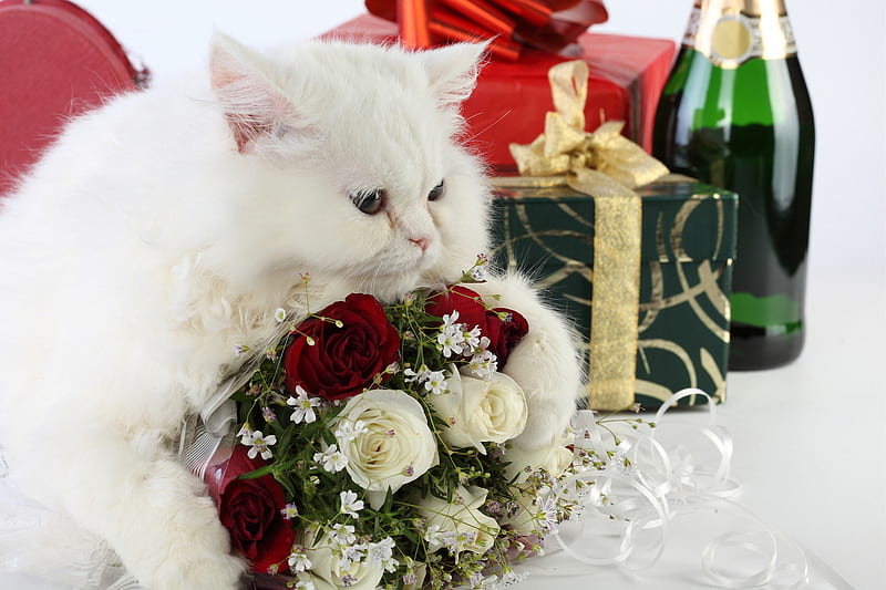 Adorable Cat, pretty, adorable, magic, xmas, sweet, flowers, beauty, face, lovely, holiday, christmas, kitty, new year, gift, cat, cute, paws, feline, merry christmas, champagne, eyes, cats, white, gifts, red roses, red, colorful, rose, white cat, bride, bonito, animal, still life, graphy, animals, wine, white roses, colors, happy new year, roses, cat face, bouquet, flower, kitten, HD wallpaper
