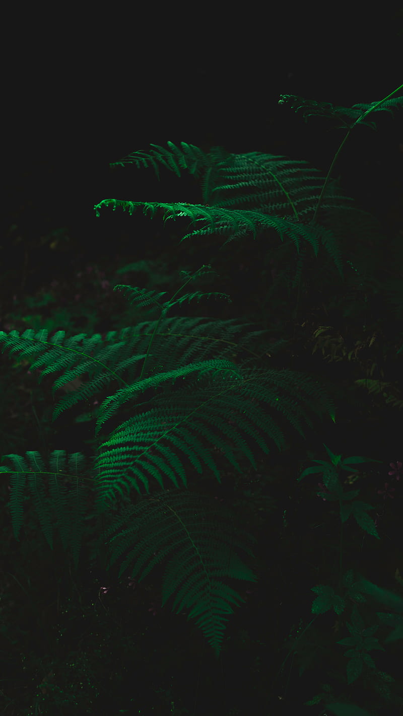 Fern, dark, green, plant, leaves, HD phone wallpaper | Peakpx