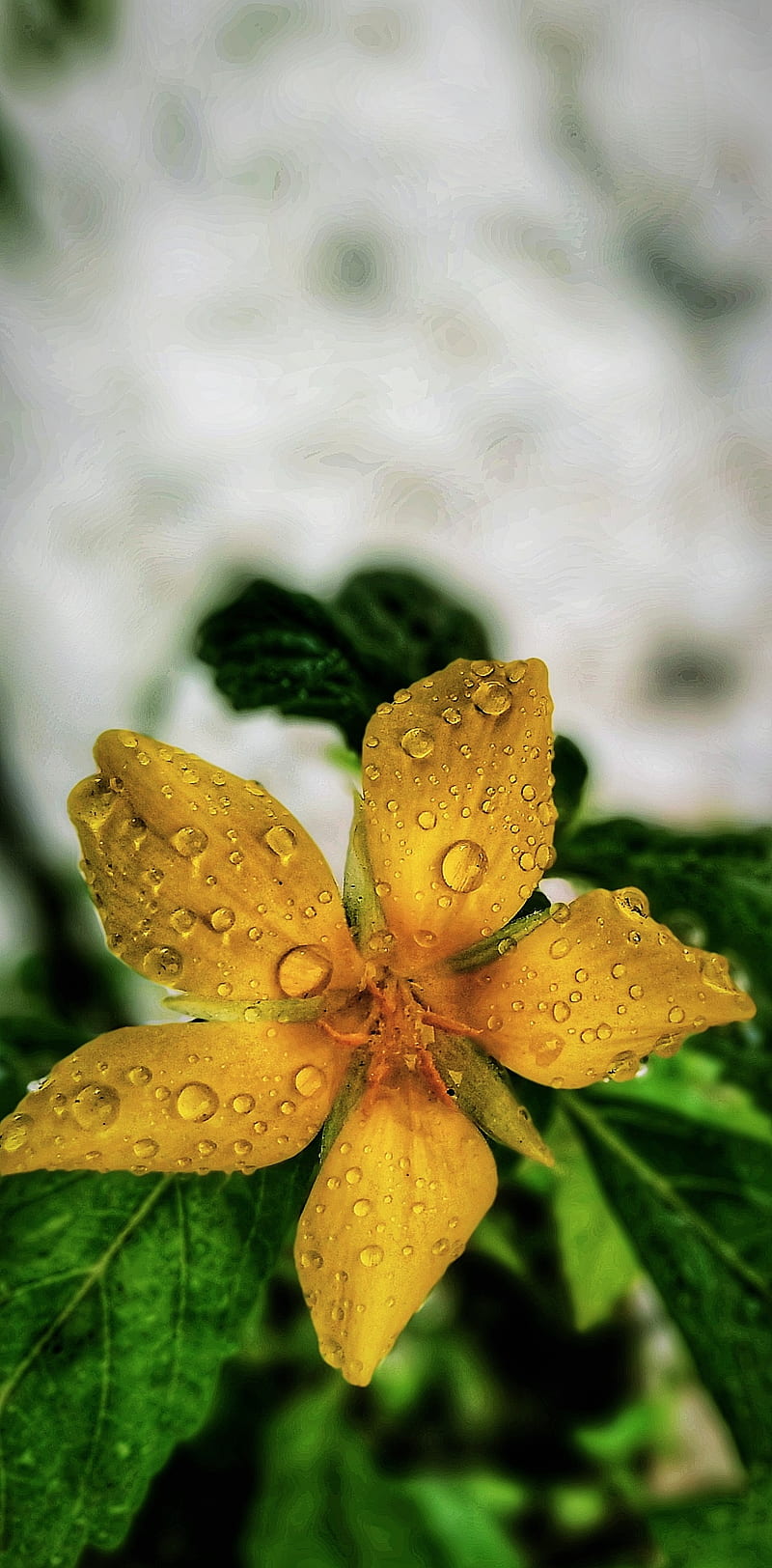 MorningUp, flowers, leaf, morning, rain, HD phone wallpaper