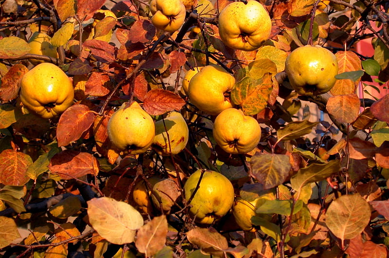 Ripe Quince Fall, Ripe, Quince, Leaves, Autumn, Pears, HD wallpaper