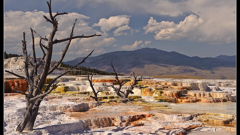 mammoth hot springs, mountain, hot springs, fossilized tree, steps, HD wallpaper