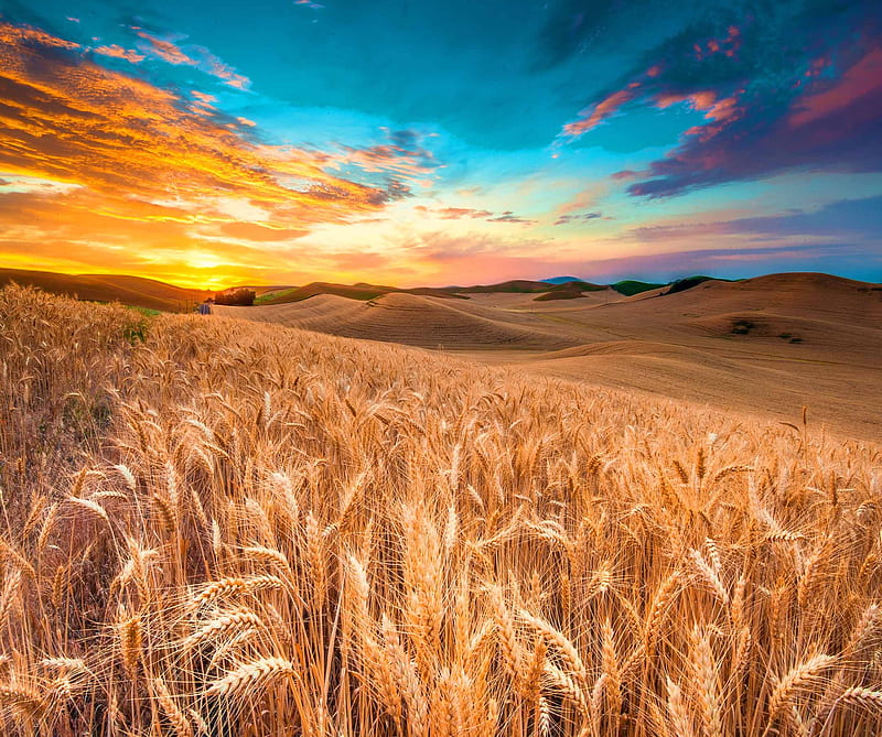 Wheat Fields, landscape, nature, HD wallpaper