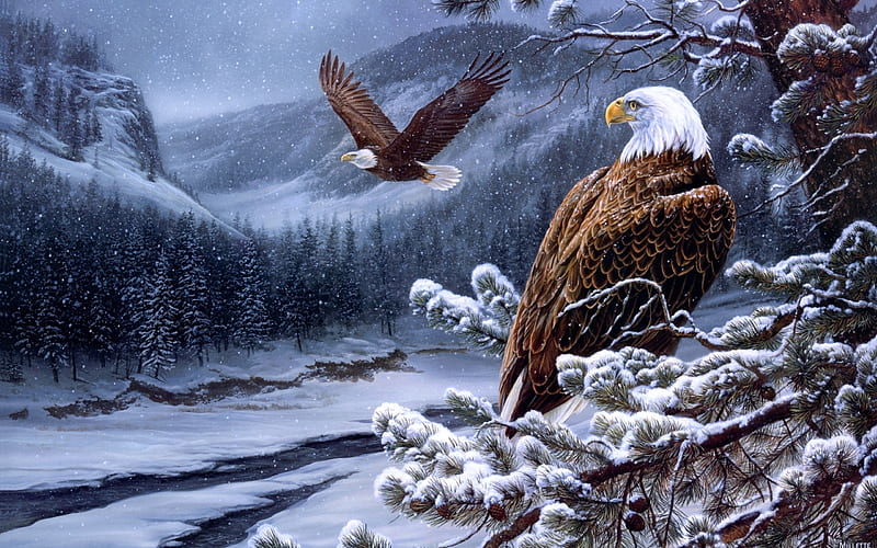 Adler im Winter, Baum, Schnee, Deutschland, Adler, HD wallpaper