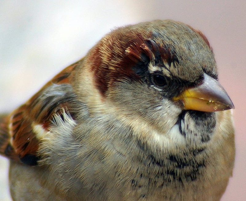 sparrow, closeup, house, bird, HD wallpaper