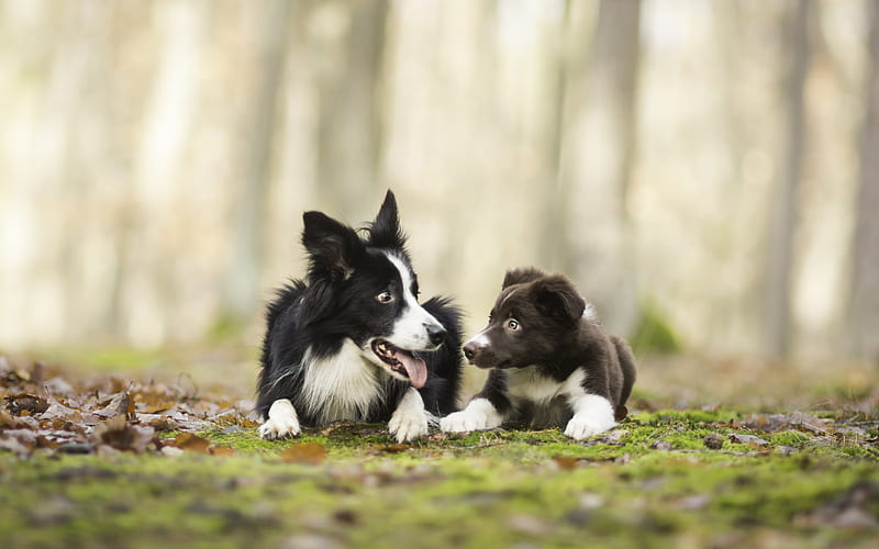 Border Collie, family, cute animals, mother and cub, pets, dogs, Border Collie Dog, HD wallpaper
