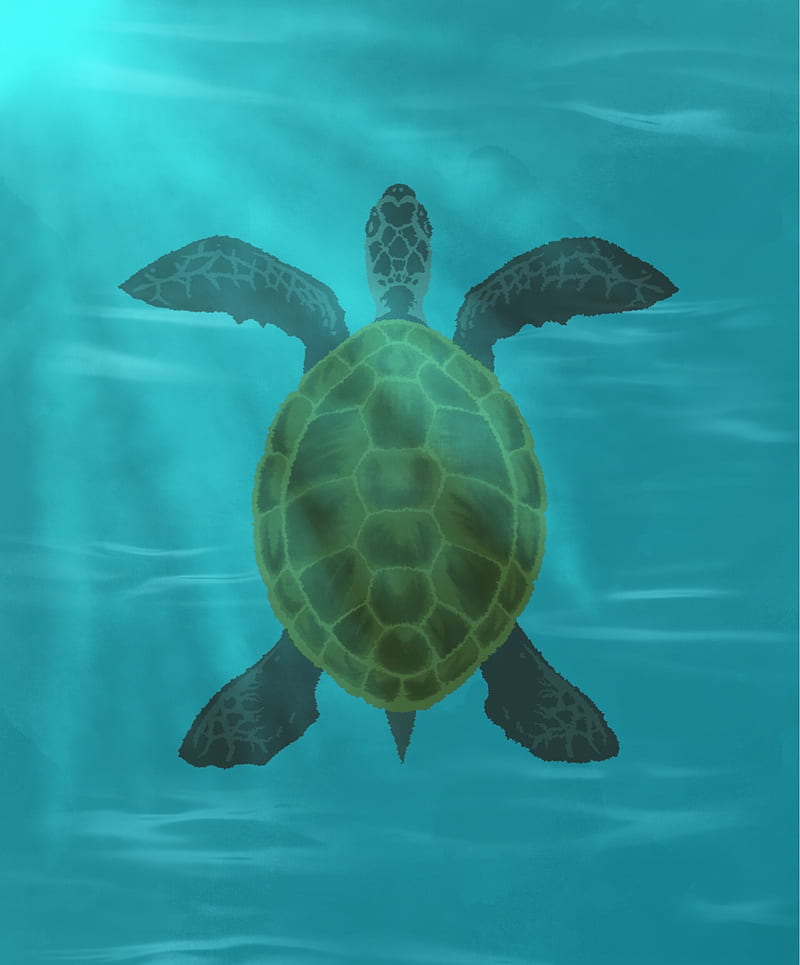 turtle, shell, water, glare, HD phone wallpaper