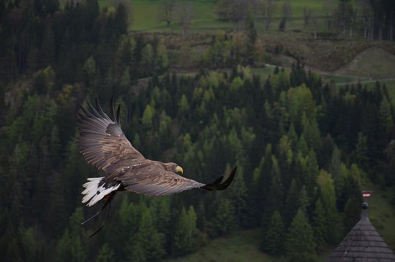 Hawk Flight, hawk, birds, predator, eagle, HD wallpaper