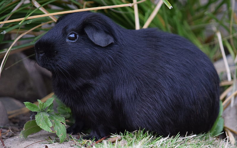 black guinea pig, cute animals, pets, green grass, small decorative animals, HD wallpaper