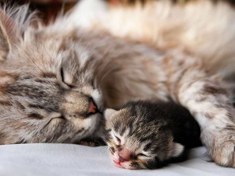Baby Cat with her mother, furry, cute, adorable, cat, mother, kitten, baby, animals, HD wallpaper