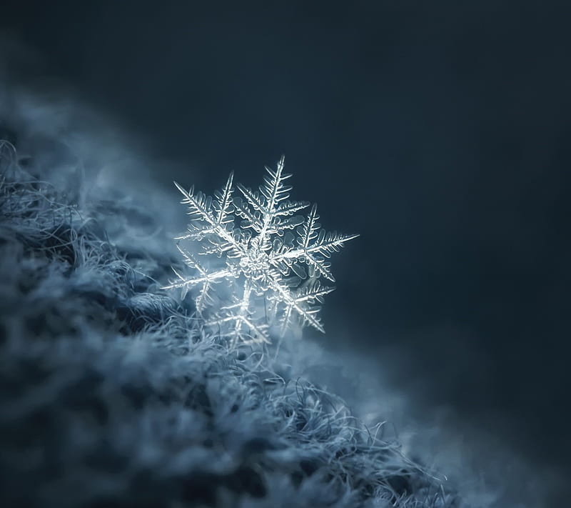 snowflakes, HD wallpaper