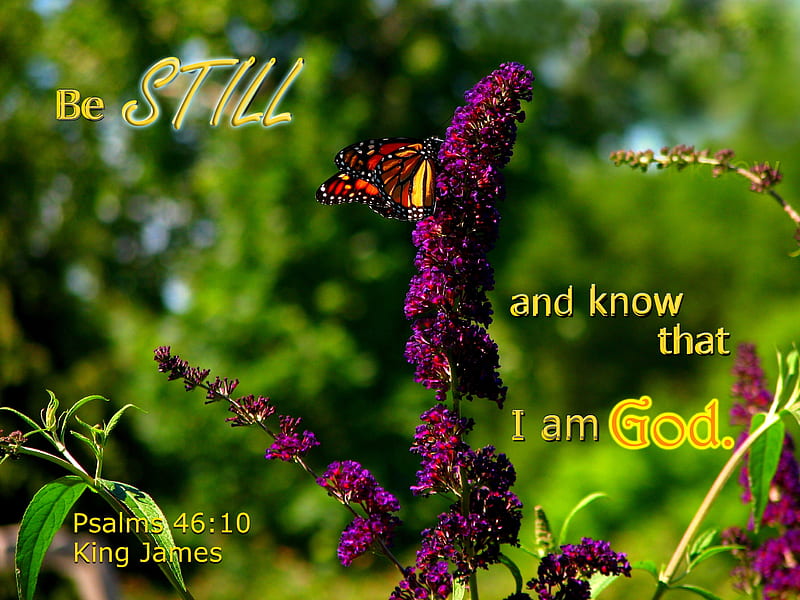 Be Still, flowers, Bible, butterfly, Butterfly Bush, park, HD wallpaper