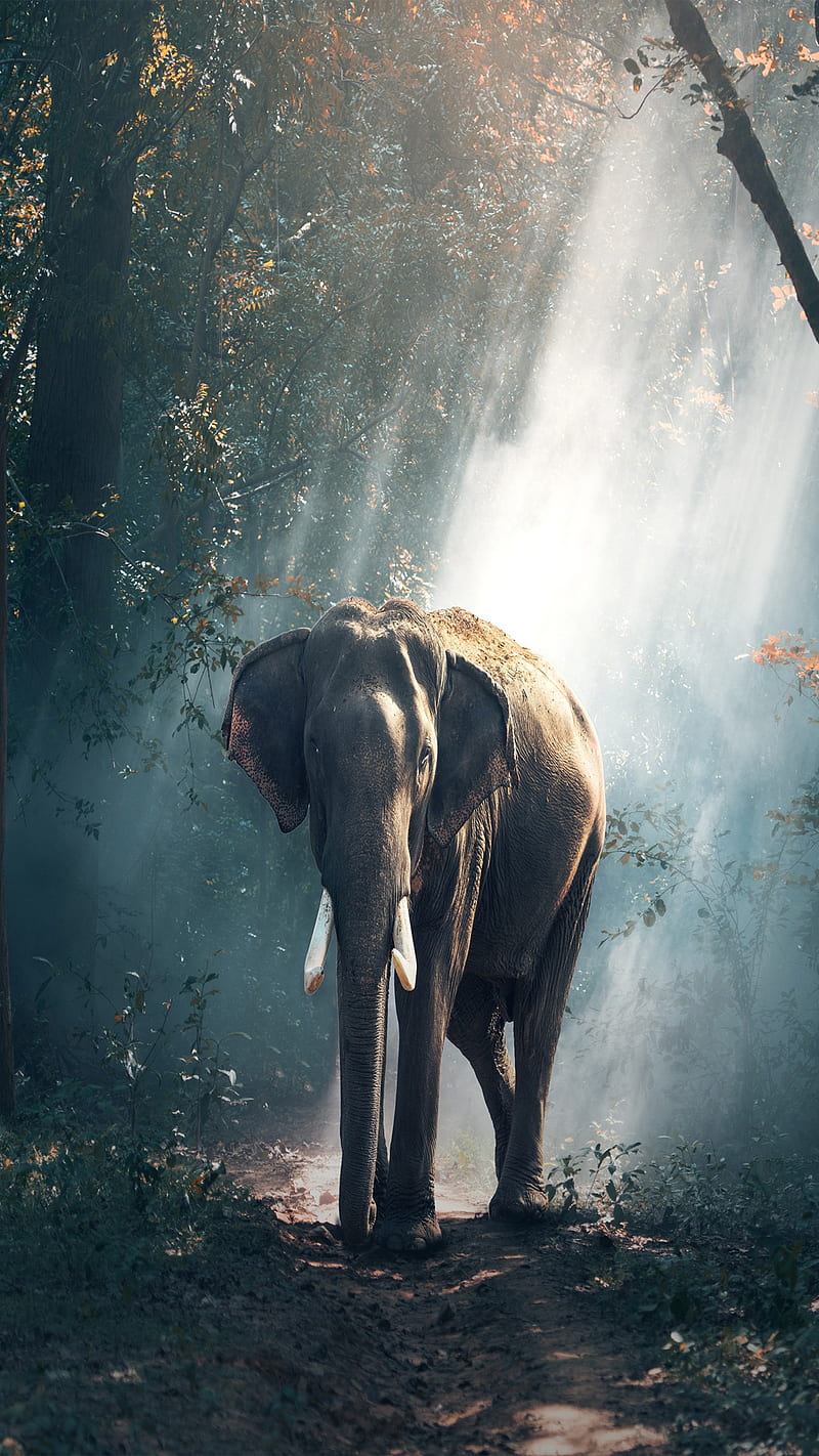 Elefante, elephant, animals, art, fondos, HD phone wallpaper