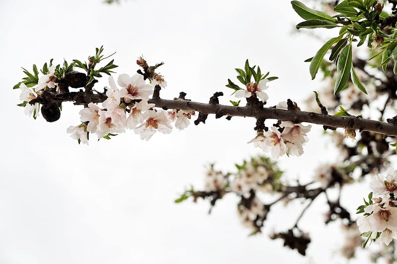 Blossoms, white, almond tree, pink, HD wallpaper