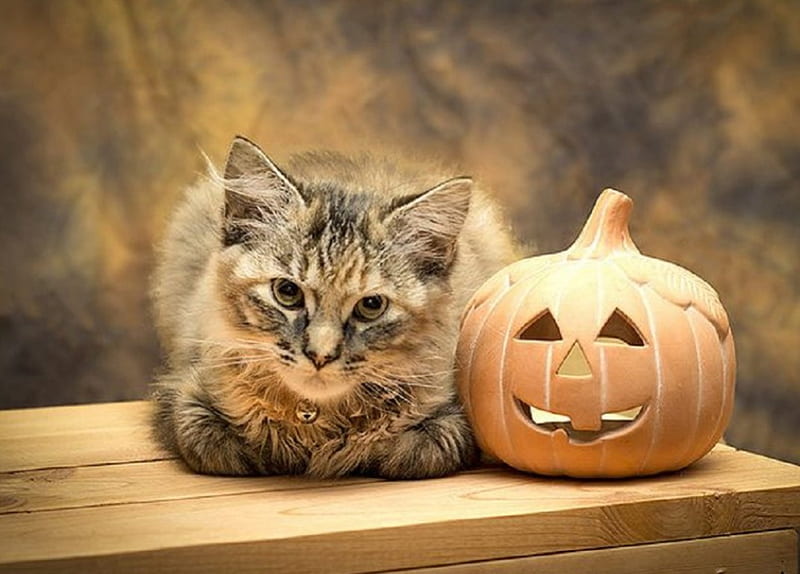 Halloween kitty, halloween, kitty, cats, animals, pumpkins, HD wallpaper |  Peakpx