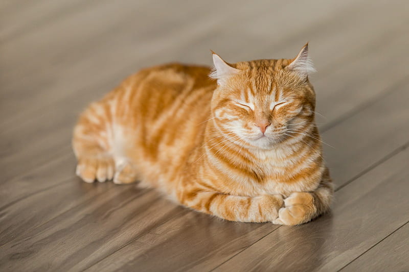orange tabby cat on brown parquet floor, HD wallpaper