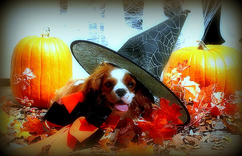 Puppy Halloween, autumn, holidays, halloween, graphy, leaves, flowers, animals, dog, puppy, fall season, lovely, colors, creative pre-made, hat, October 31st, cute, plants, weird things people wear, pumpkins, HD wallpaper