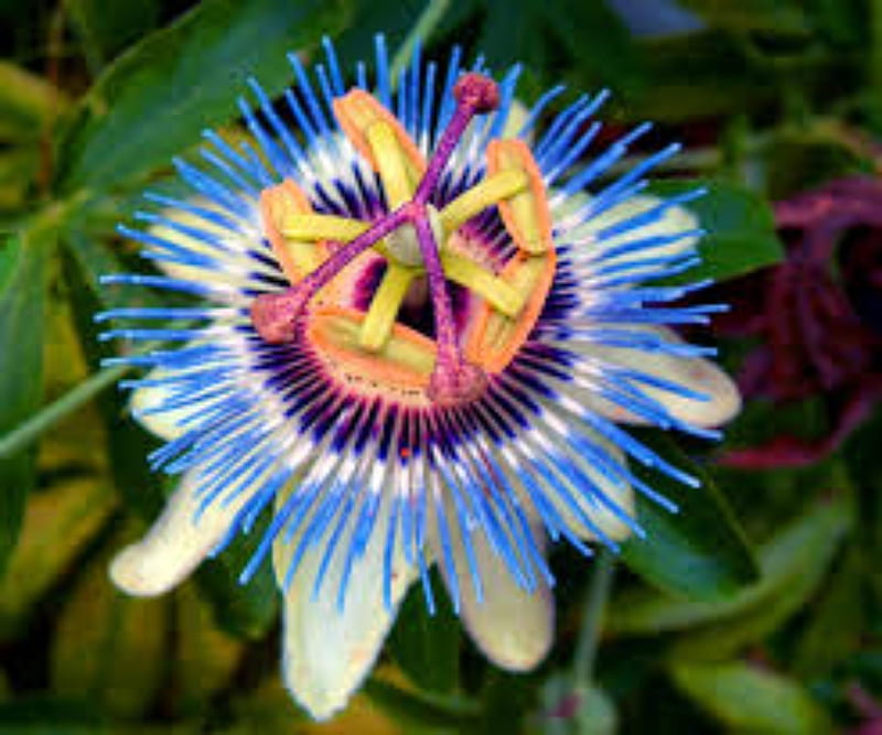 Blue Passion Flower, Passion, Blue, Nature, Flower, HD wallpaper