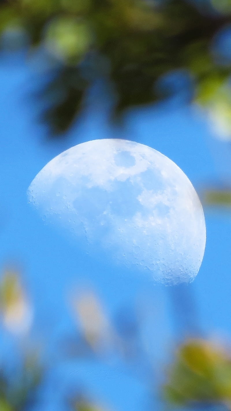 The moon, fl, leaves, moon, moon, moonbetweentheleaves, orlandofl, HD phone wallpaper