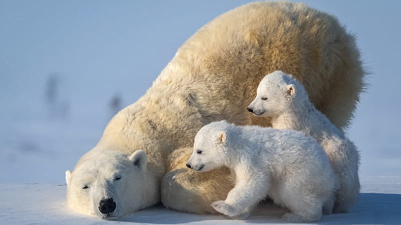 Polar Bear With Two Cub Polar Bears Animals, HD wallpaper