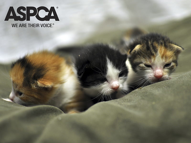 Adorable kittens, aspca, adoption, kittens, shelter, HD wallpaper