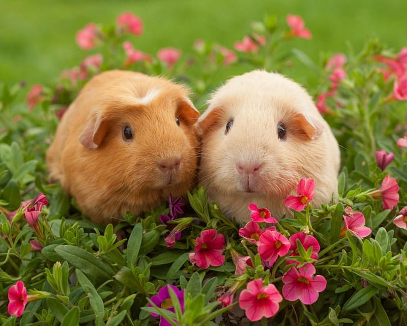 Guinea Pigs, rodents, flowers, animal, HD wallpaper