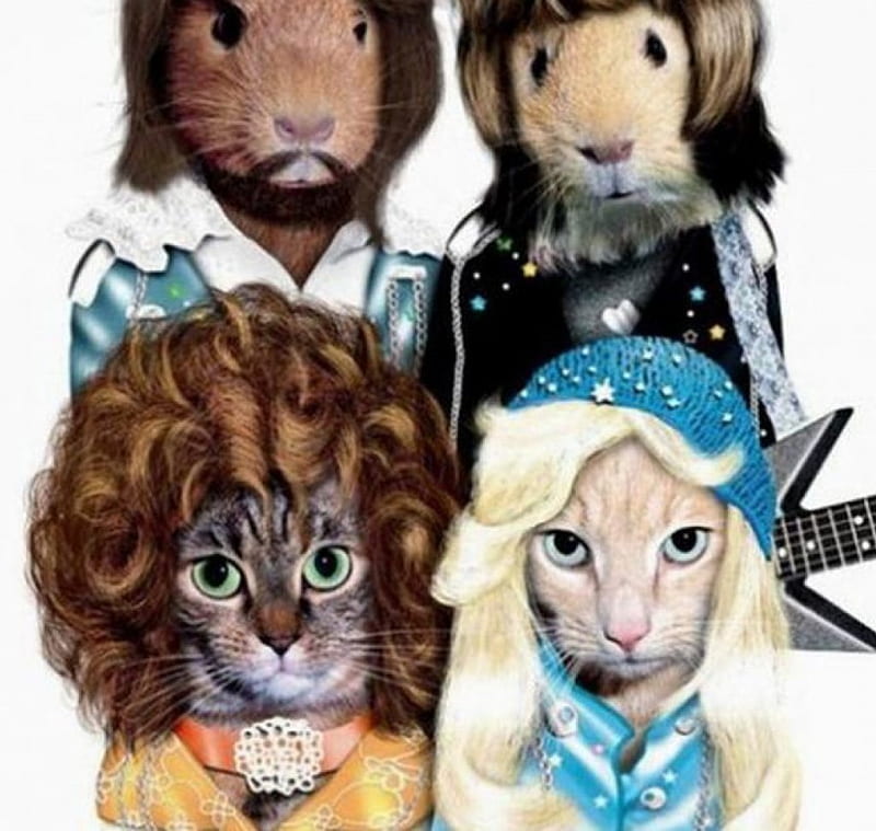 ABBA IMPERSONATERS, funny, cats, rats, animals, HD wallpaper
