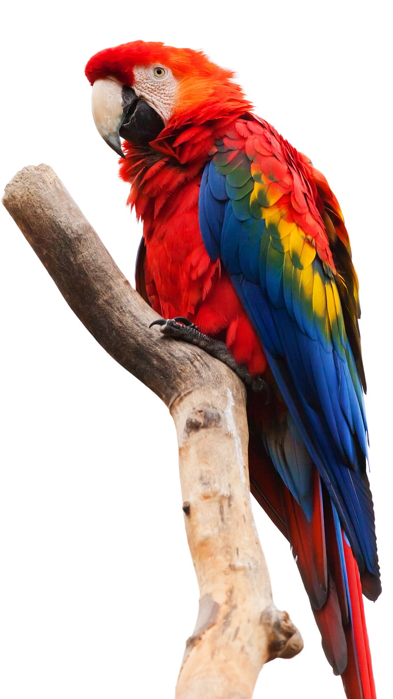 Colorful Parrot , bird, animal, HD phone wallpaper