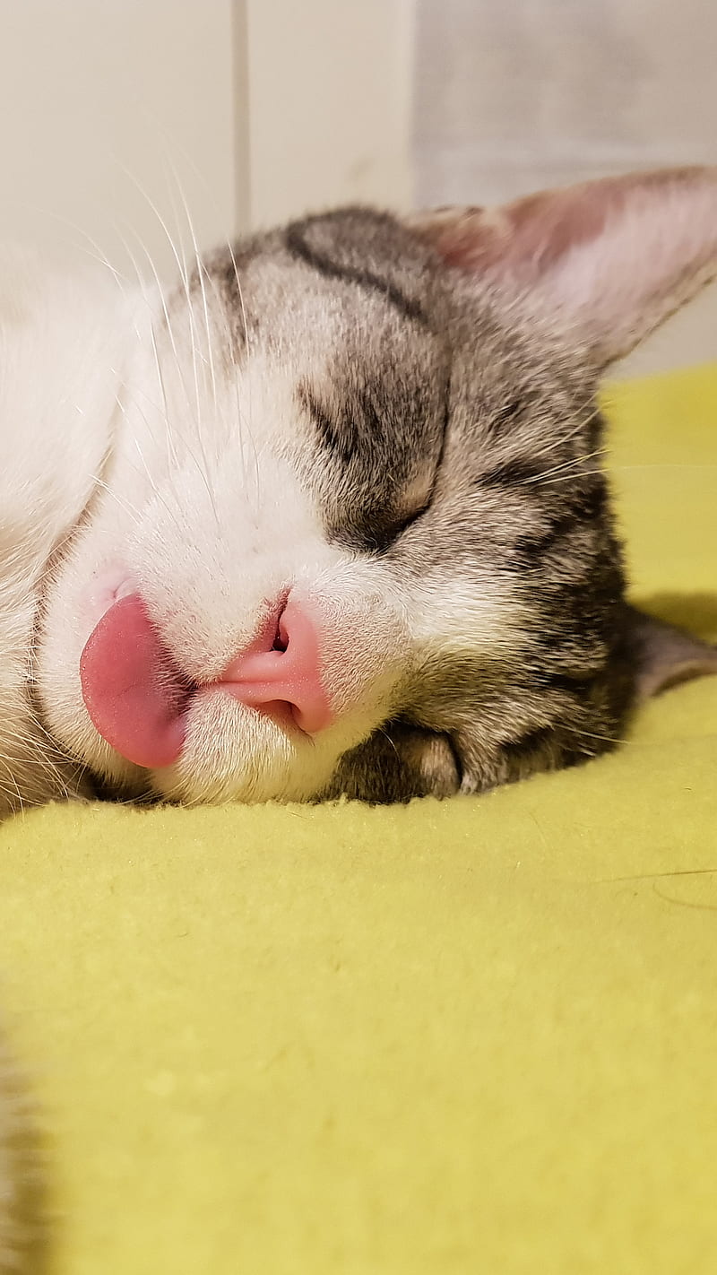 funny sleeping cat, baby animal, cats, cats lover, cute animal, cute cat, love cats, pet, HD phone wallpaper