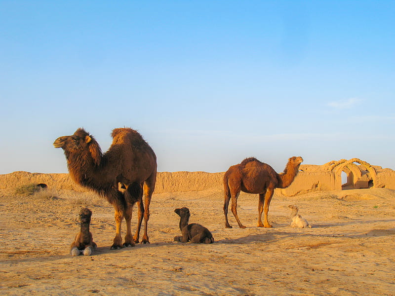 Camels In Iran, animals, camel, kavir national park, mostafa meraji, qom province, HD wallpaper