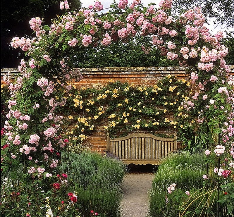 the bench in a rose garden, flowers, bench, garden, nature, roses, HD wallpaper