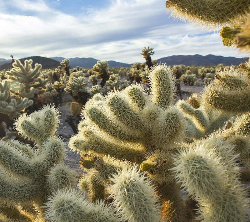Cacti 7, cactus, desert, joshua, nature, ouch, plant, tree, HD wallpaper