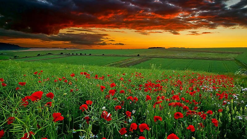 Green field with red flowers at sunset, sunset, sky, clouds, cool, nice, gold, green, awesome, fields, sunshine, sunrise, red, 1920x1080, bonito, scenery, amazing, horizon, golden, nature, scene, landscape, HD wallpaper