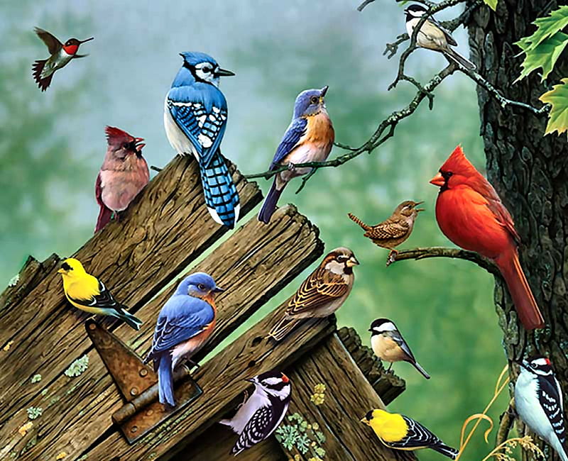 Birds of the Forest F, bonito, hummingbird, illustration, artwork, bluebird, animal, chickadee, painting, wide screen, sparrow, art, woodpeckers, songbirds, wren, bird, avian, wildlife, blue jay, nature, goldfinch, cardinal, HD wallpaper